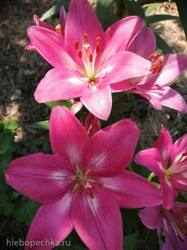 Чайная беседка