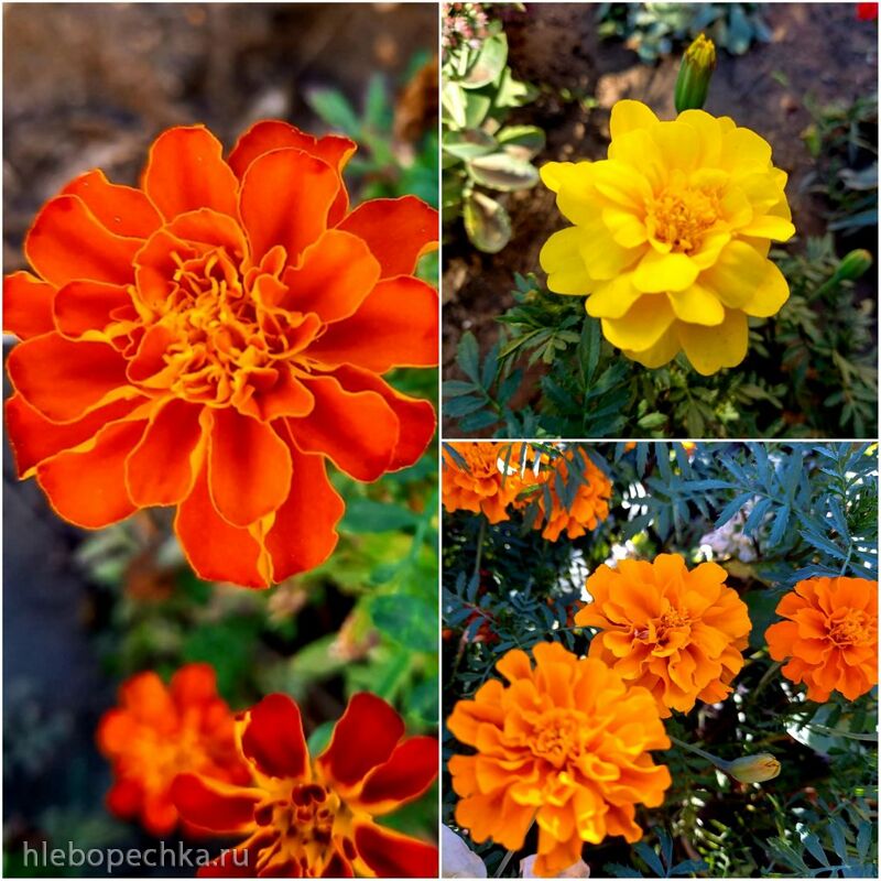 Чайная беседка