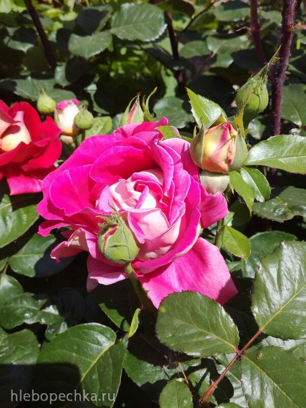 Чайная беседка