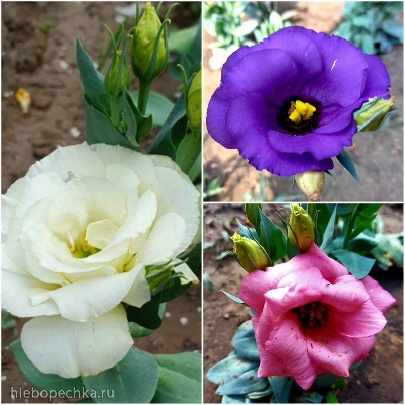 Чайная беседка