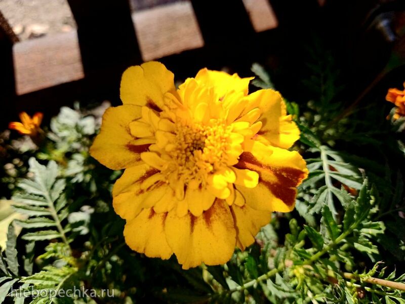 Чайная беседка