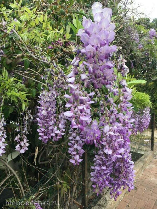 Чайная беседка