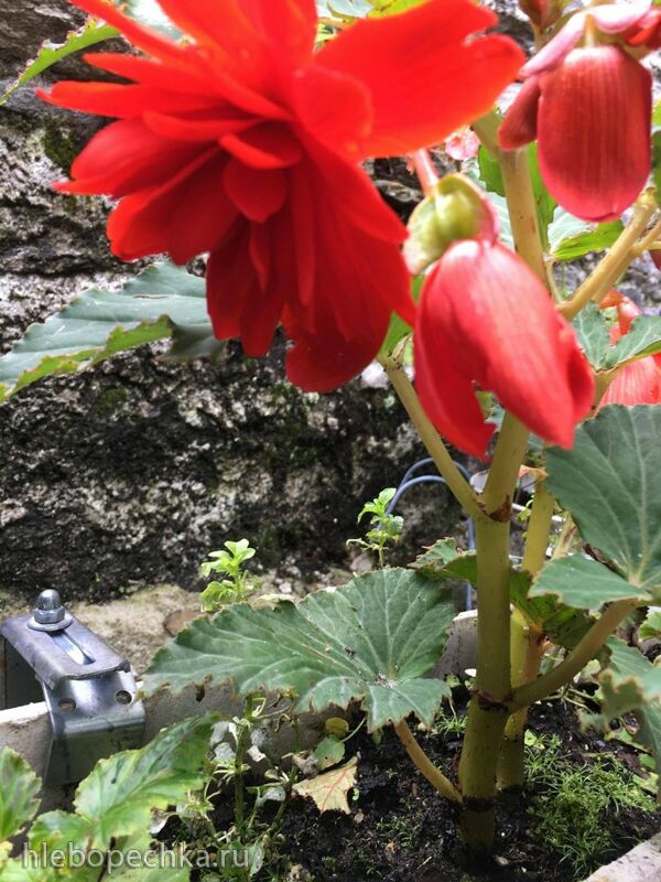 Чайная беседка