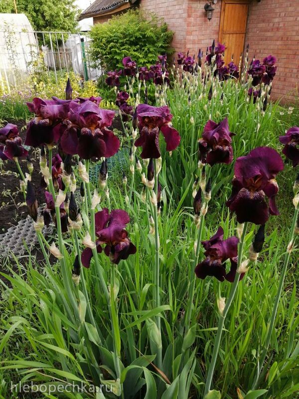 Чайная беседка