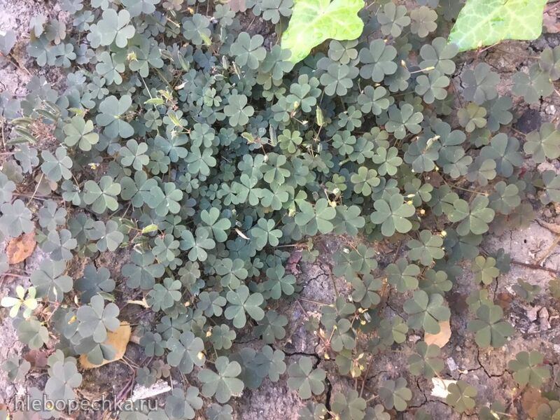 Чайная беседка