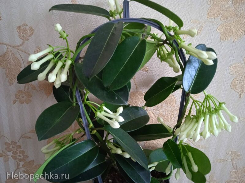 Чайная беседка