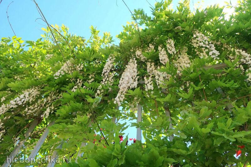 Чайная беседка