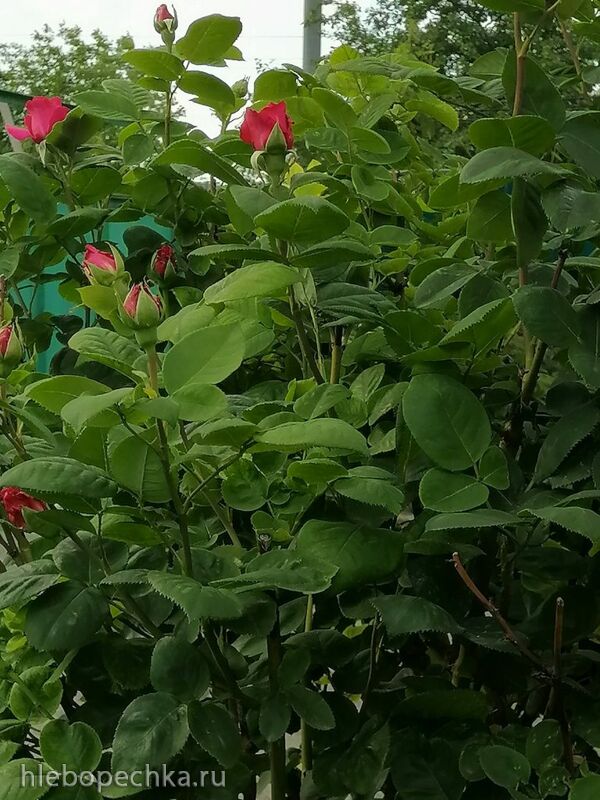 Чайная беседка