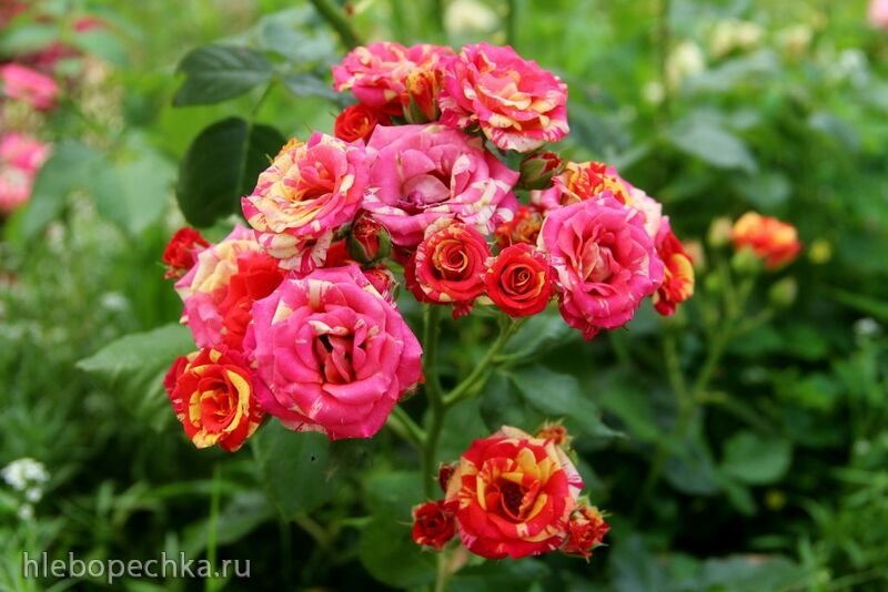 Чайная беседка