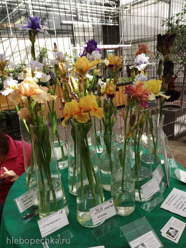 Чайная беседка