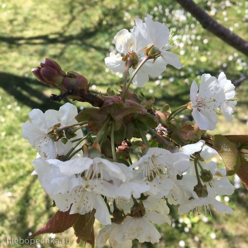 Чайная беседка