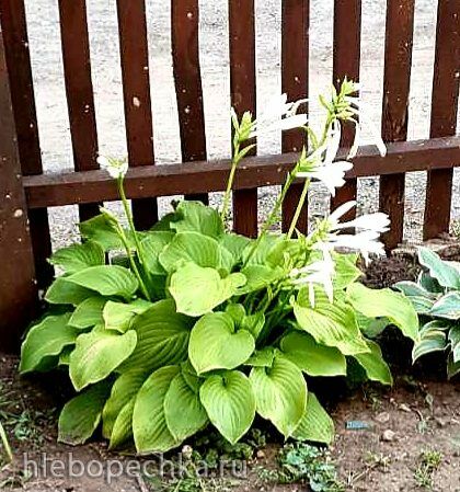 Чайная беседка