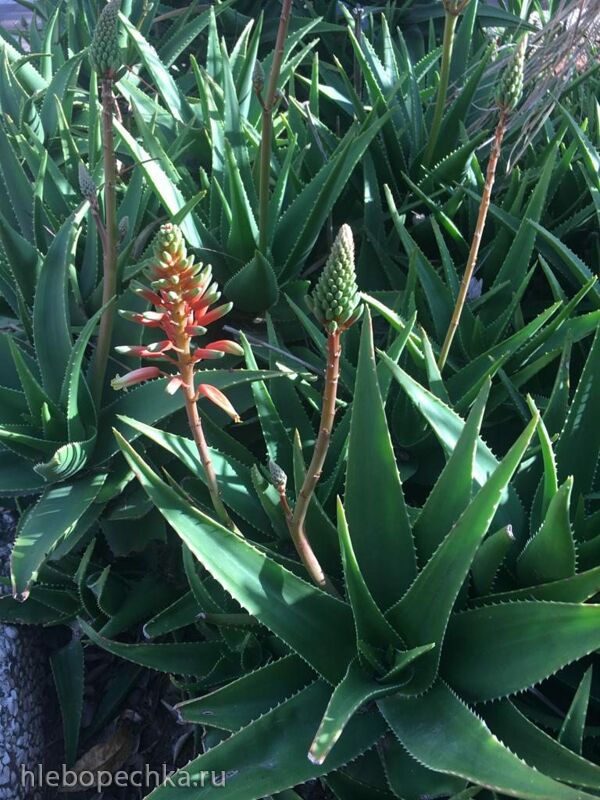 Чайная беседка