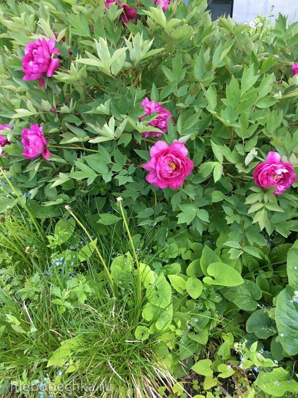 Чайная беседка