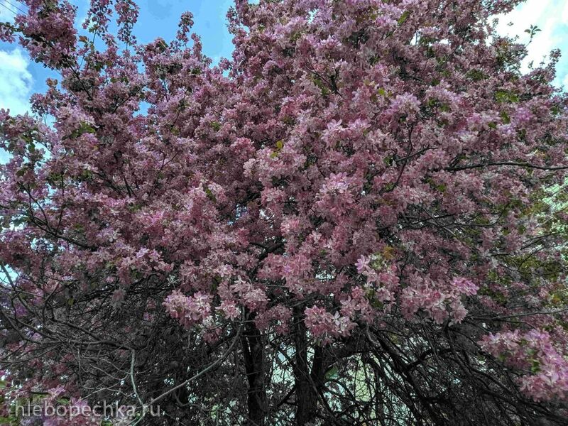 Чайная беседка