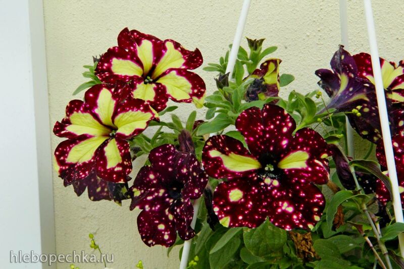 Чайная беседка