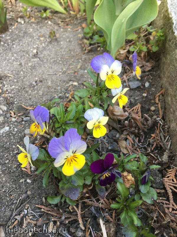 Чайная беседка