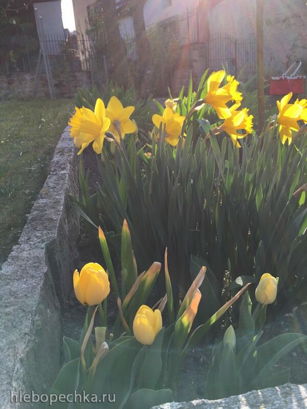 Чайная беседка