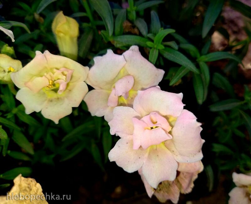 Чайная беседка