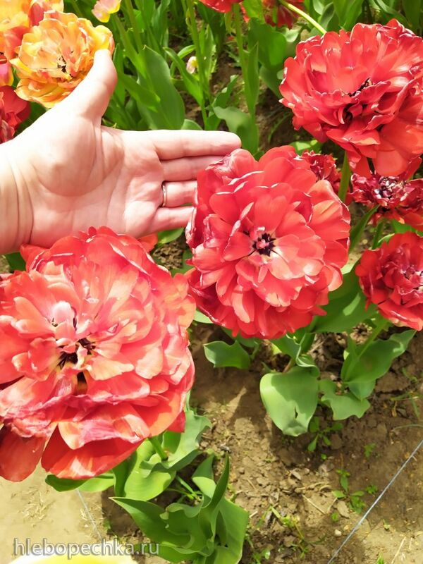 Чайная беседка