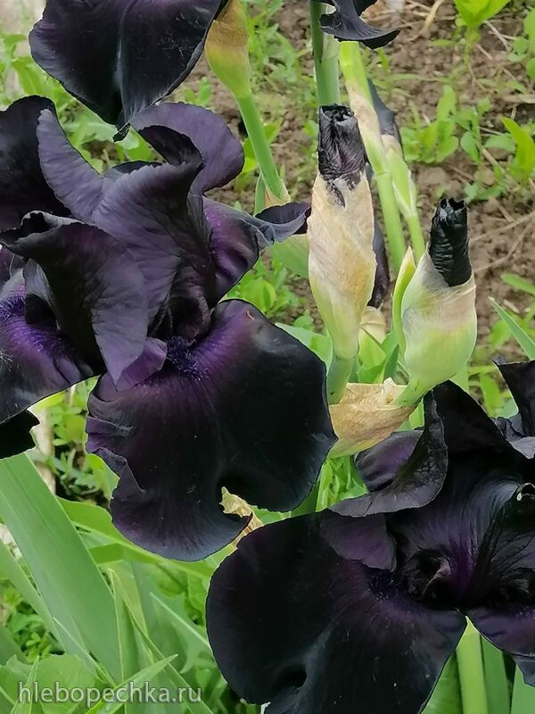 Чайная беседка