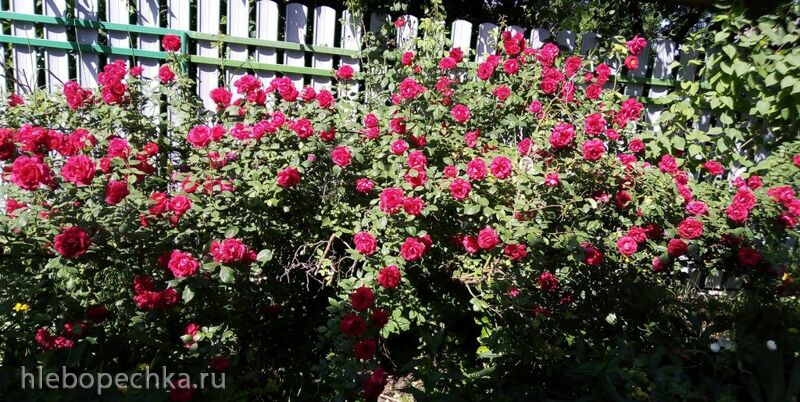 Чайная беседка