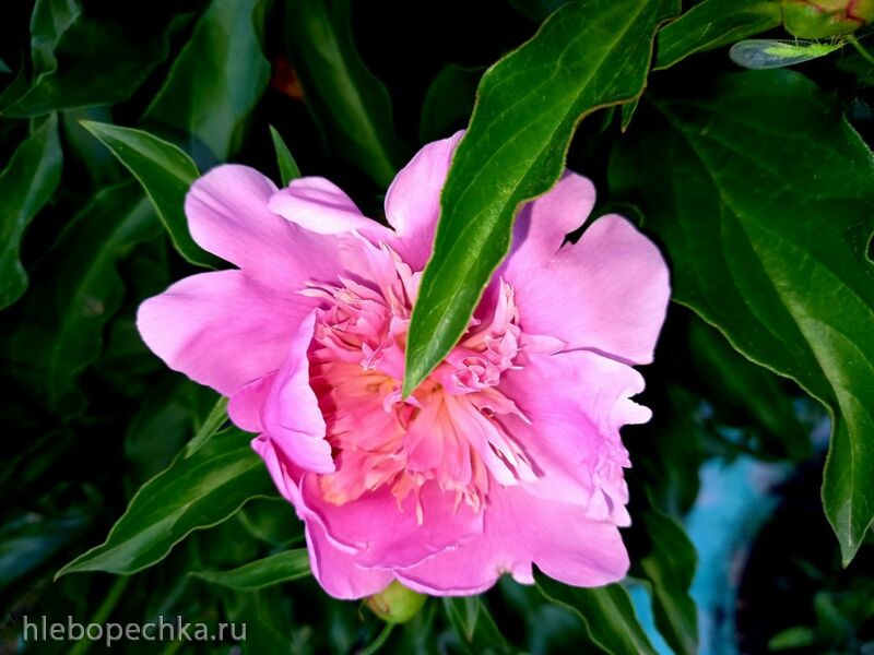 Чайная беседка