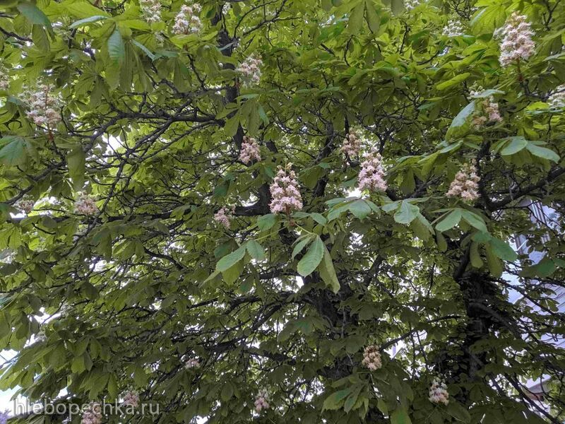 Чайная беседка