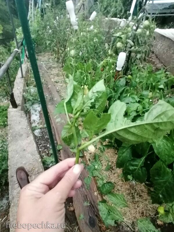 Чайная беседка