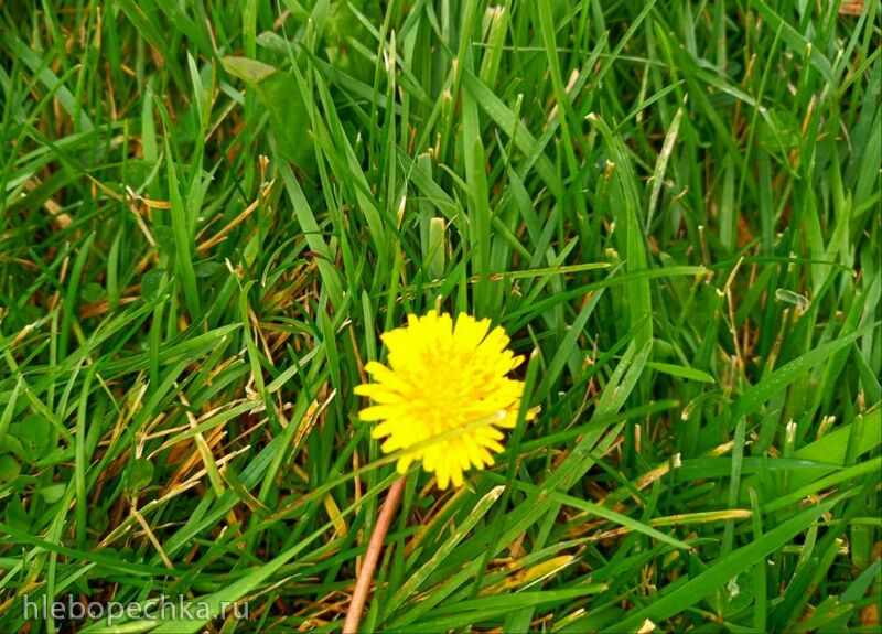 Чайная беседка