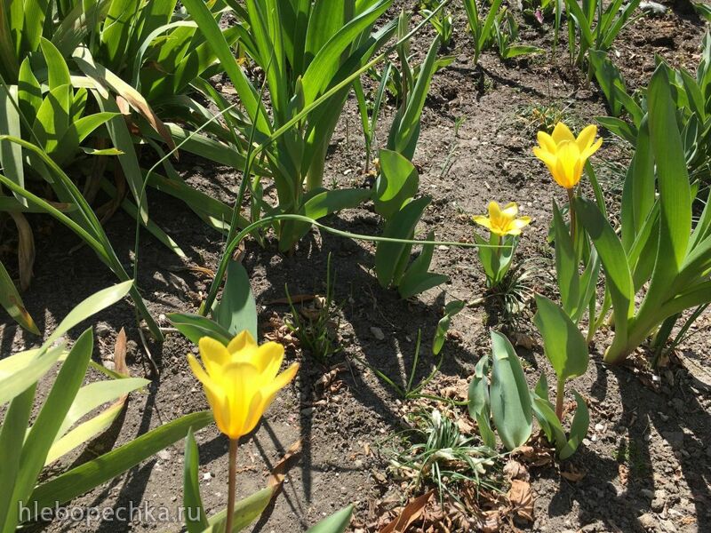 Чайная беседка