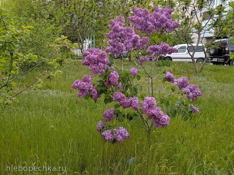 Чайная беседка