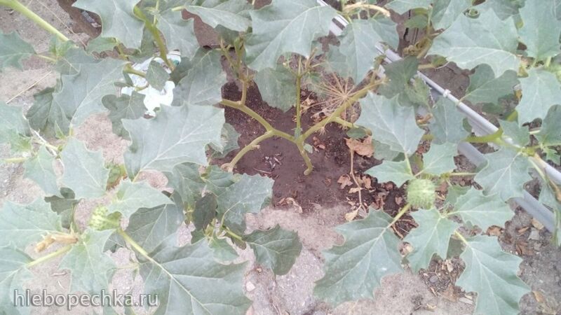 Чайная беседка