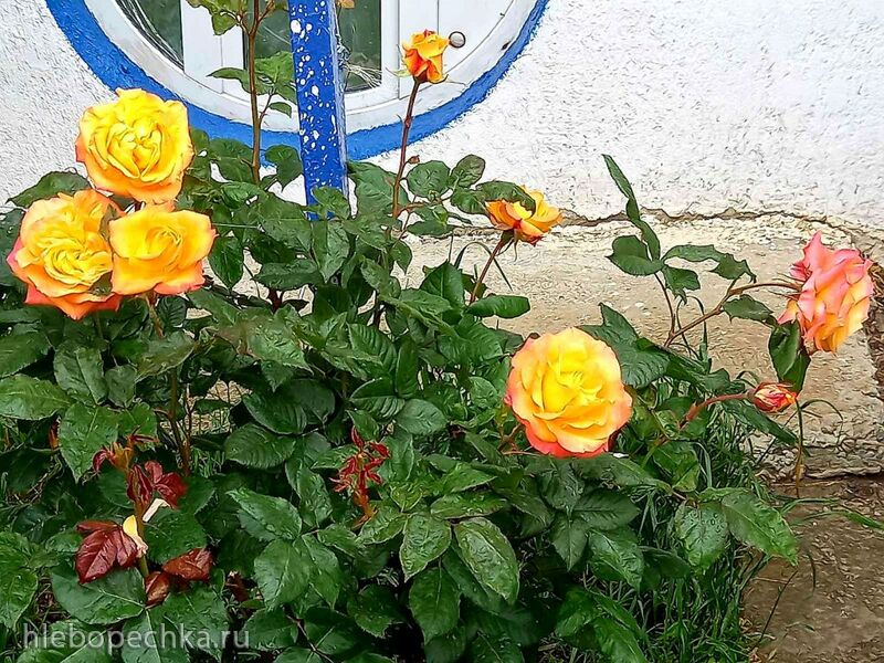 Чайная беседка