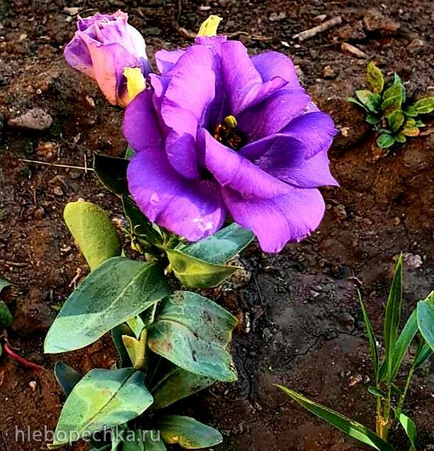 Чайная беседка