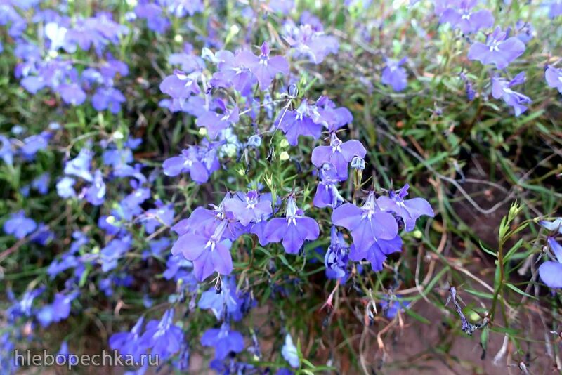 Чайная беседка