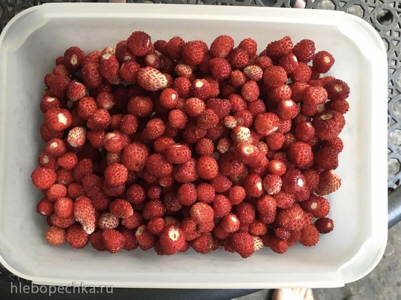 Чайная беседка