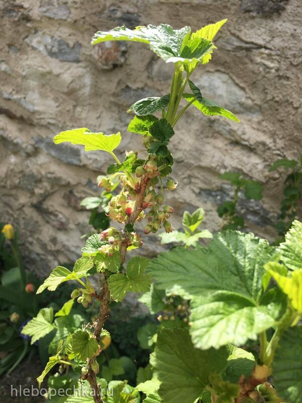 Чайная беседка