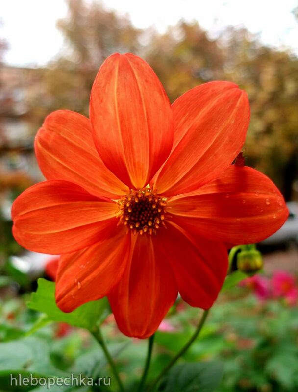 Чайная беседка