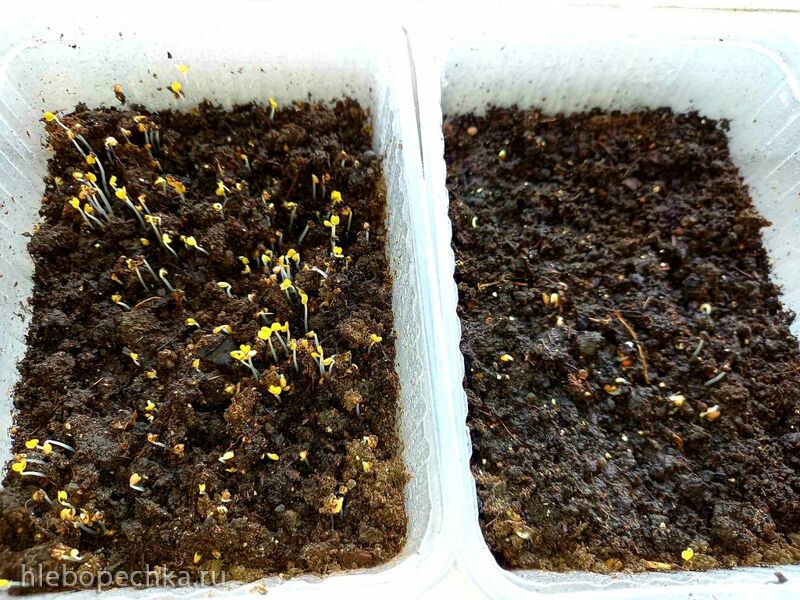 Чайная беседка