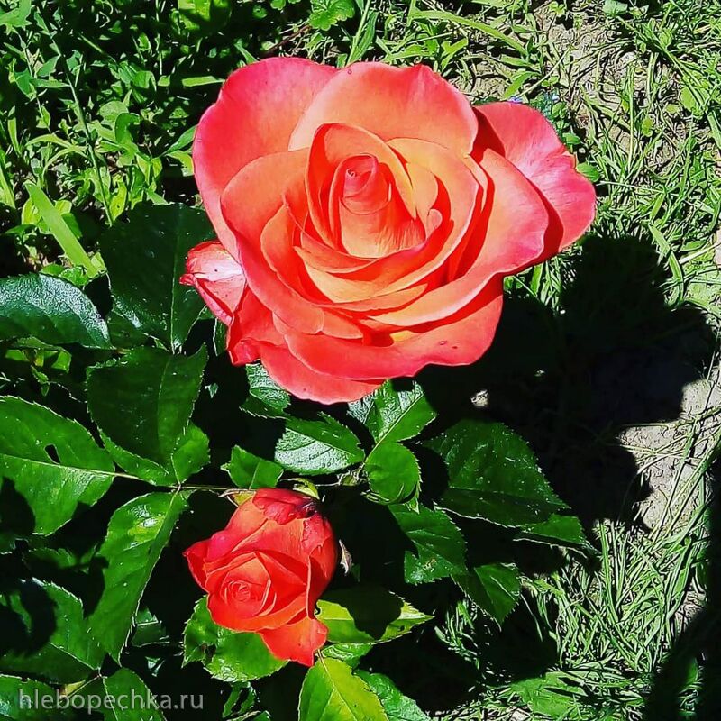 Чайная беседка