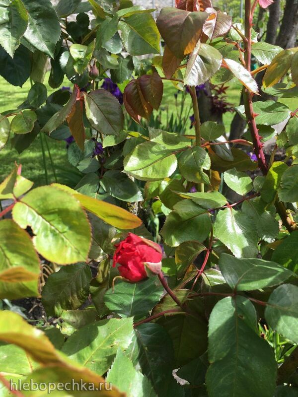 Чайная беседка