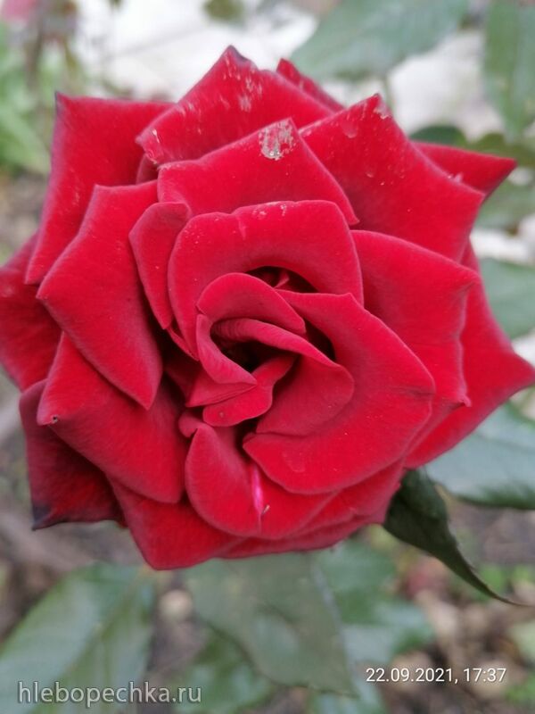 Чайная беседка