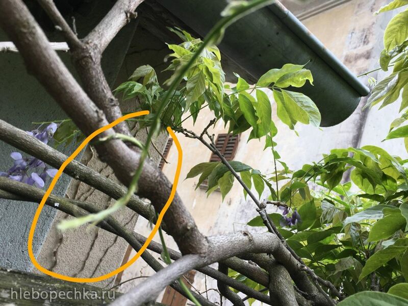 Чайная беседка