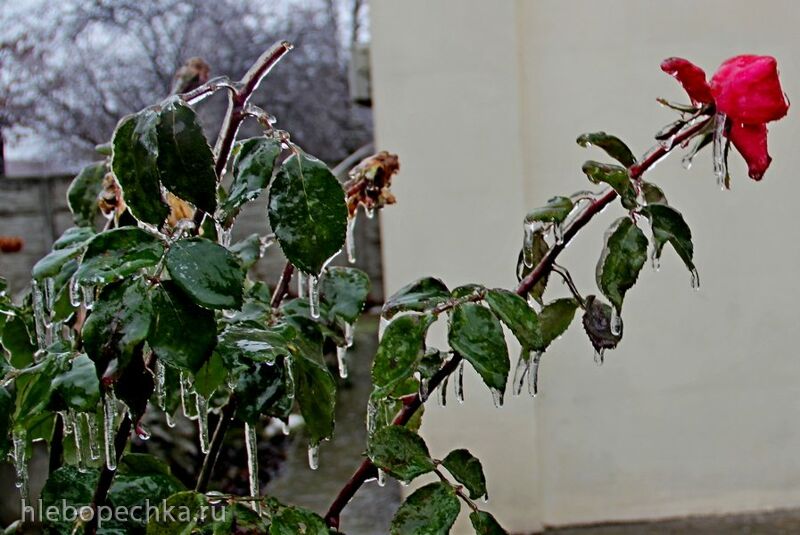 Чайная беседка