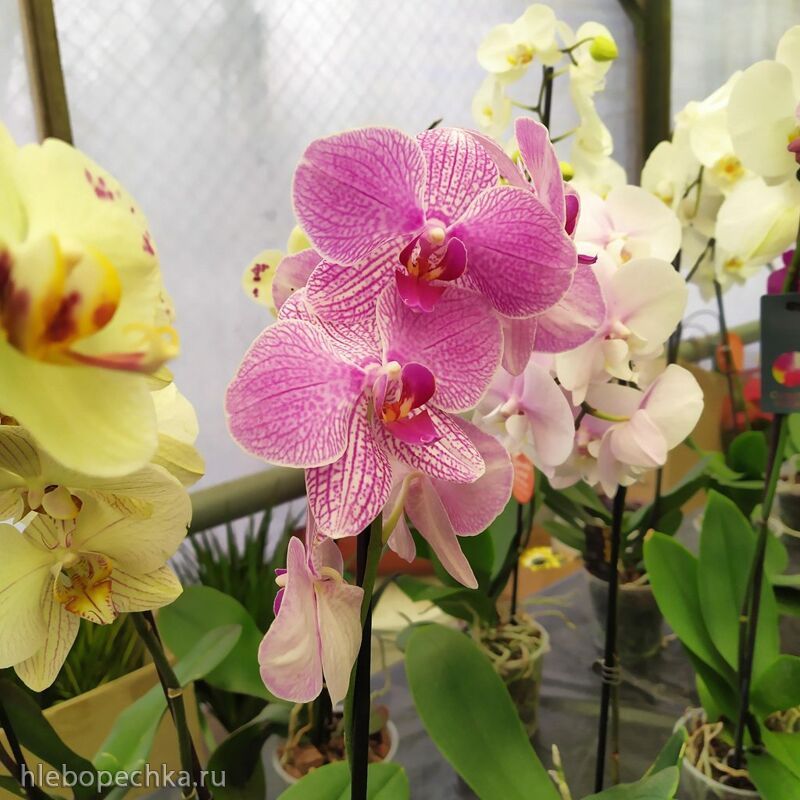 Чайная беседка