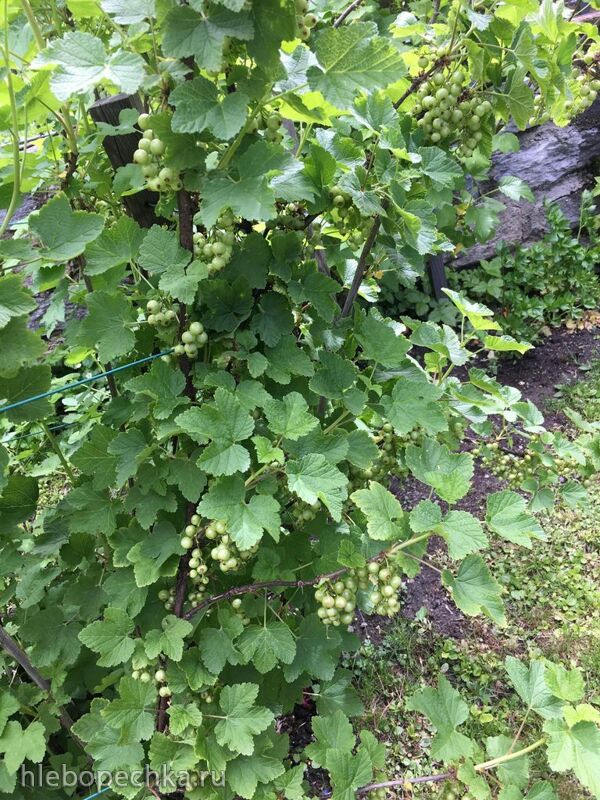 Чайная беседка