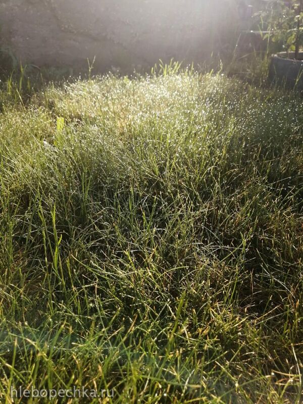 Чайная беседка