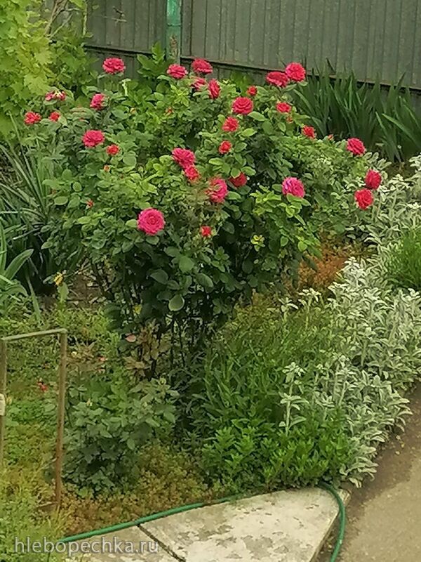 Чайная беседка