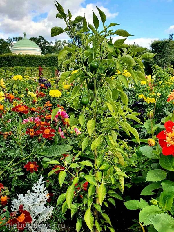 Чайная беседка